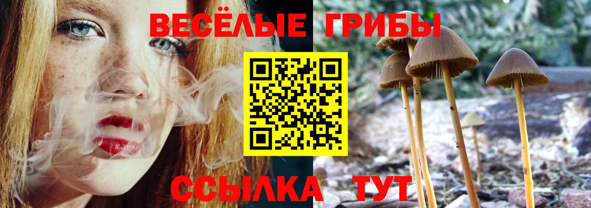 Галлюциногенные грибы Psilocybine cubensis Железногорск